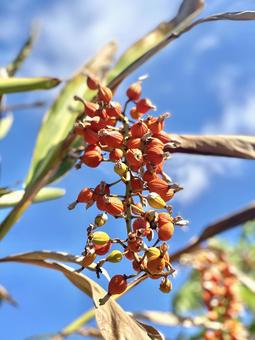 沖縄　月桃の種子　その１の写真