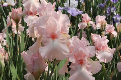 ジャーマンアイリス　咲く風景 鮮やか,ジャーマンアイリス,美しいの写真素材