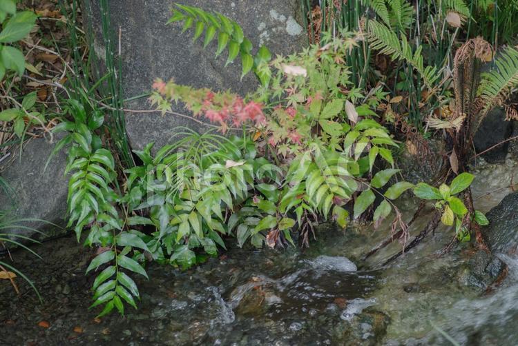 小川の流れと色づいた葉っぱたち 小川,秋,紅葉の写真素材