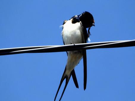 電線につかまり毛繕いをするツバメ 電線につかまり毛繕いをするツバメ 鳥,野鳥,ツバメの写真素材