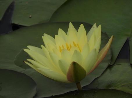 睡蓮の花と葉っぱ 睡蓮の花と葉っぱの写真