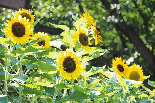 Photo, sunflower, flower, summer, 