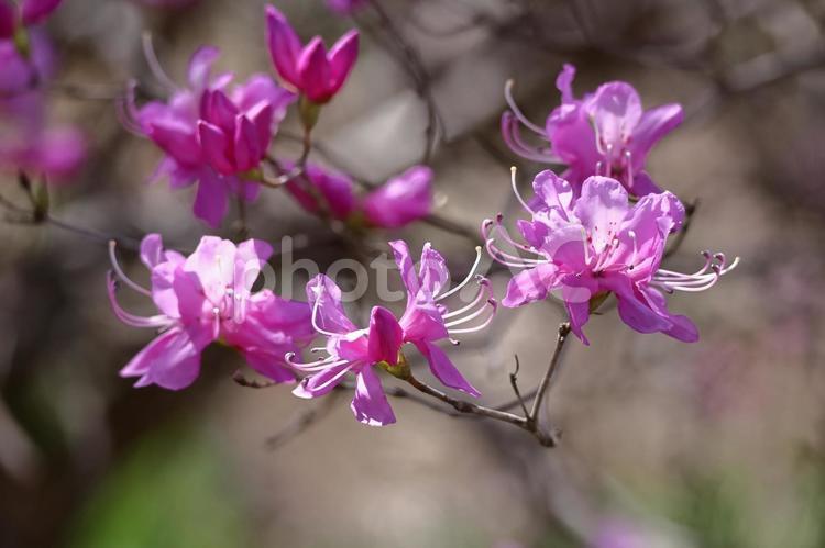 玄界灘の隣接する地域に自生 ゲンカイツツジ(玄海躑躅),花,ツツジ科の植物の写真素材