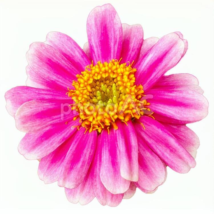 ピンクのお花切り抜き ピンク,黄色,花の写真素材