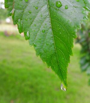 雨の雫。 雨の雫。の写真