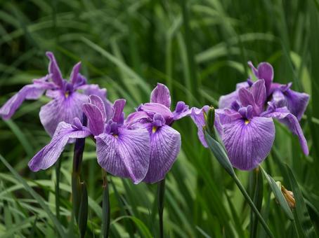 ハナショウブ【花菖蒲】 ハナショウブ【花菖蒲】の写真