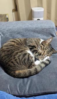 Would you like to live with a cat?, cat, sayya, to be healed, JPG