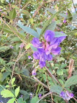 ナンテンハギの紫の花 03 ナンテンハギの紫の花 03 南天萩,ナンテンハギ,小豆菜の写真素材