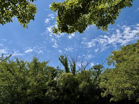 夏の空 夏の空の写真