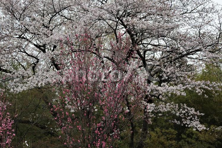 紅白桜の美2(神奈川) サクラ,桜,満開の写真素材
