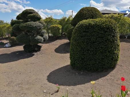 庭の剪定された木と白いわんこ 庭の剪定された木と白いわんこの写真