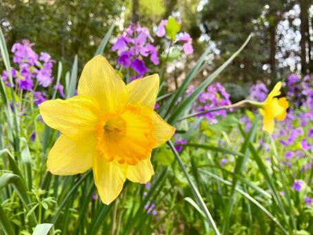 黄色いスイセン 水仙,スイセン,黄色の写真素材