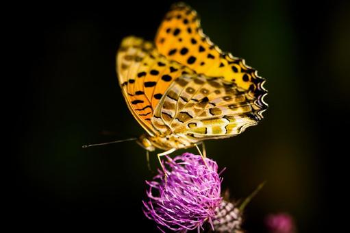 花にとまる蝶 花にとまる蝶の写真
