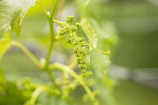 初夏に実り始めたシャインマスカット シャインマスカット,ぶどう畑,マスカットの写真素材