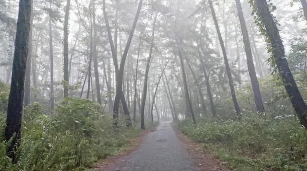 林道「雨」 林道,雨,林の写真素材