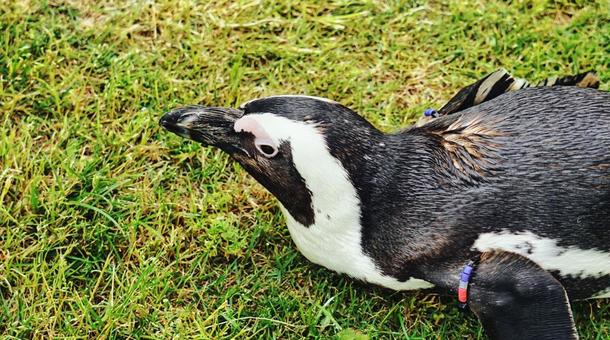 芝生に寝っ転がるペンギン 芝生に寝っ転がるペンギンの写真