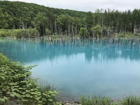 青い池の夏の写真