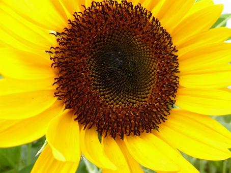 花壇に咲くヒマワリの花部分・拡大 ヒマワリ,花,植物の写真素材