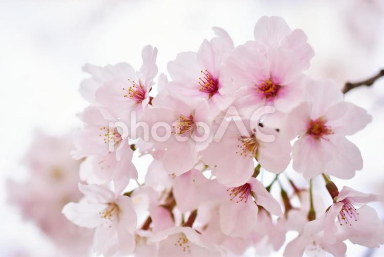 ピンクでかわいい満開の桜　春の背景素材 桜,春,花の写真素材