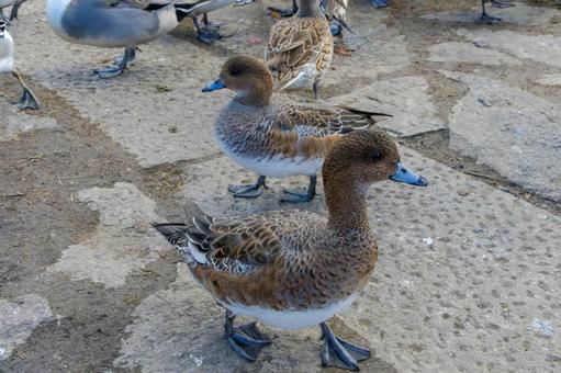 岸辺を歩くヒドリガモのメスたち 岸辺を歩くヒドリガモのメスたちの写真