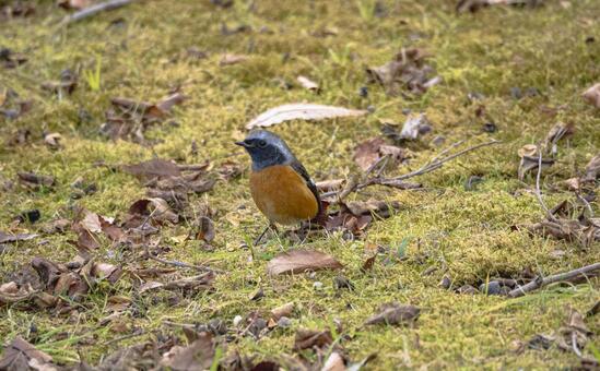 苔の上のジョウビタキ ジョウビタキ,野鳥,鳥の写真素材