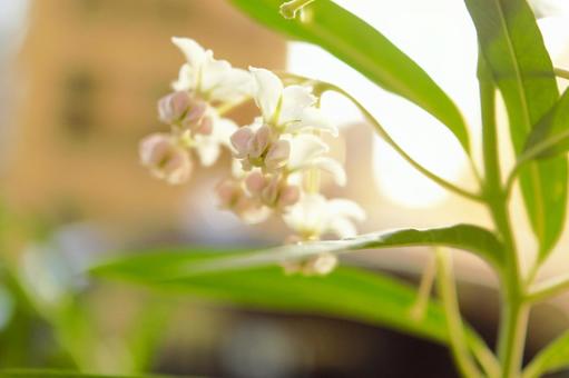 フウセントウワタの花 フウセントウワタの花の写真