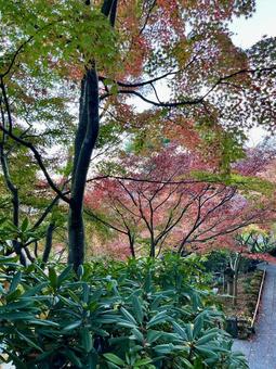 長谷寺の紅葉の風景 長谷寺の紅葉の風景 鎌倉,長谷寺,紅葉の写真素材