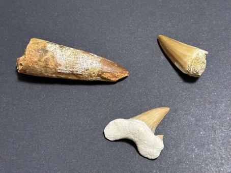 古代の動物達の歯の化石 古代の動物達の歯の化石 歯,牙,スピノサウルスの写真素材