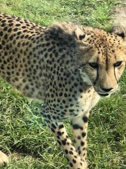 近づいてくるチーターのアップ 近づいてくるチーターのアップの写真