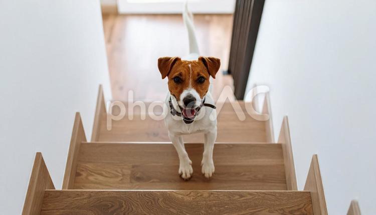 階段を駆けあがる犬 犬,目,階段の写真素材
