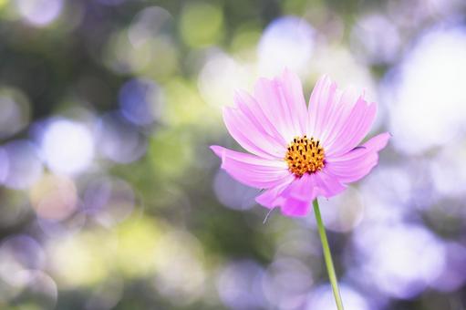 美しいピンクのコスモスの花 美しいピンクのコスモスの花 コスモス,秋,花の写真素材