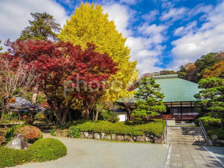 【神奈川県】鎌倉市・浄妙寺 浄妙寺,鎌倉五山,秋の写真素材