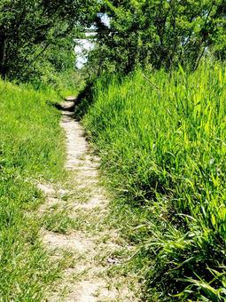 夏の小道 夏の小道の写真