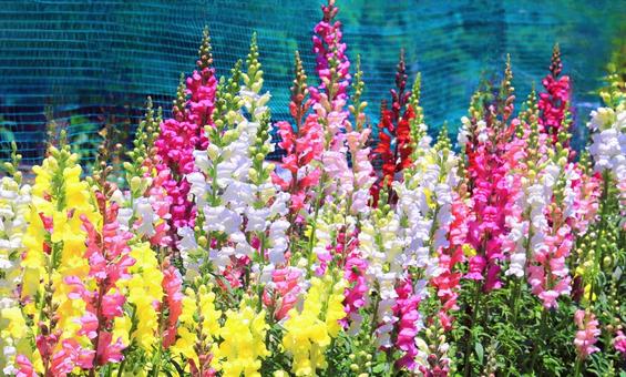 カラフルなルピナスの花 カラフルなルピナスの花の写真