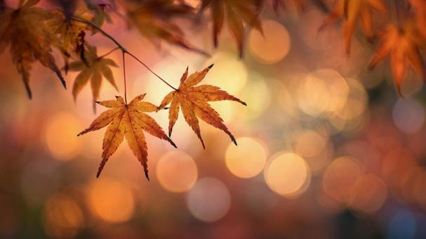 背景素材 紅葉と玉ボケ 背景素材 紅葉と玉ボケの写真