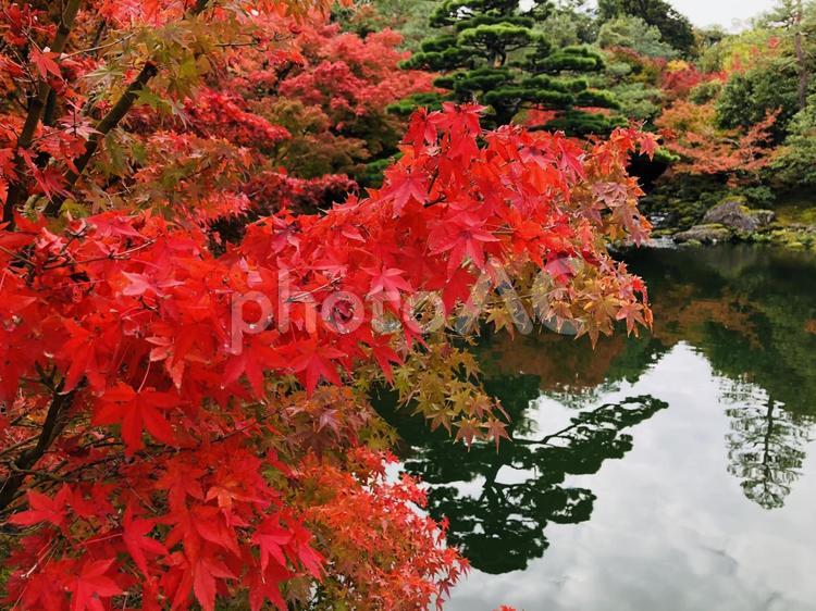 紅葉　もみじ　秋　由志園　山陰 季節,景色,自然の写真素材