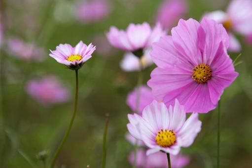 コスモス 2013 04の写真