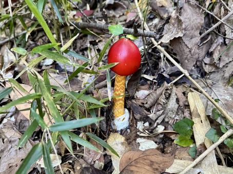 秋の山に生えているかわいいタマゴタケ 秋の山に生えているかわいいタマゴタケ タマゴタケ,キノコ,食用キノコの写真素材