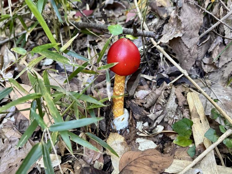 秋の山に生えているかわいいタマゴタケ タマゴタケ,キノコ,食用キノコの写真素材