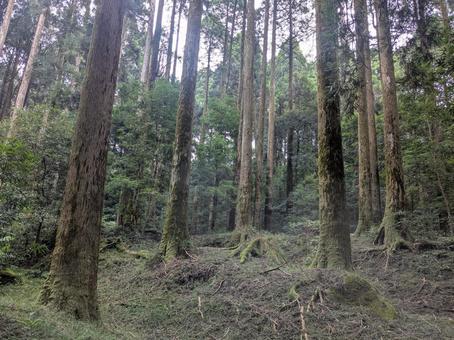 霧島神宮・山神社の神秘的な森 霧島神宮・山神社の神秘的な森 霧島,霧島神宮,霧島市の写真素材