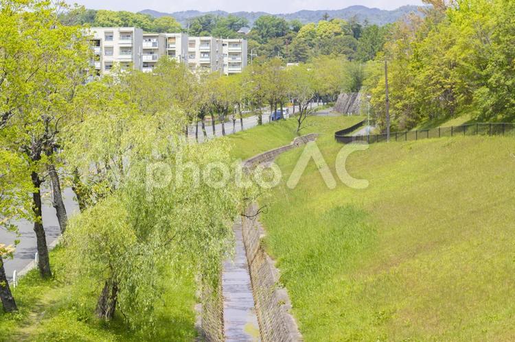 新緑の用水路4 用水路,新緑,癒やしの写真素材