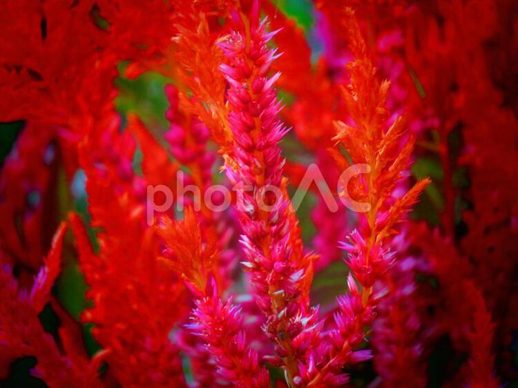 秋のケイトウの花 背景,ケイトウ,花の写真素材