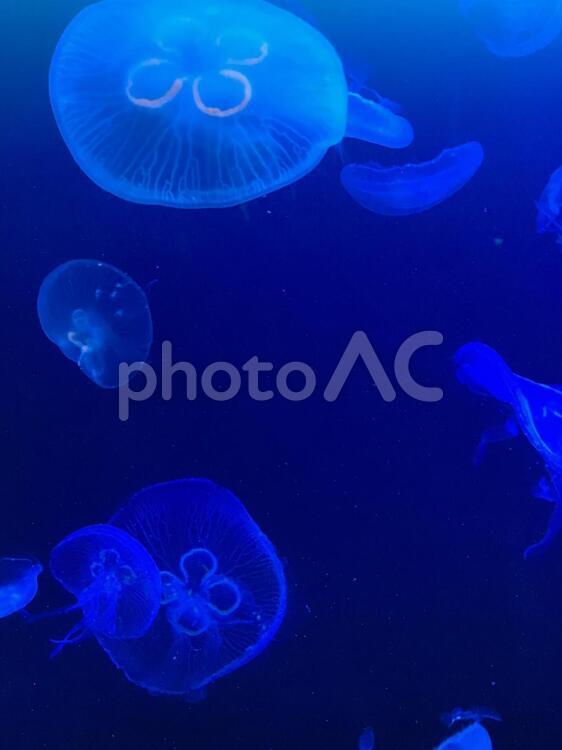 水族館-クラゲ-2 クラゲ,水族館,無脊椎動物の写真素材