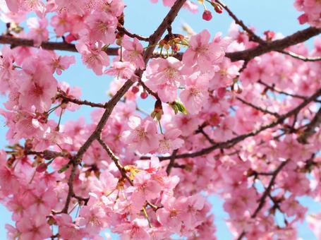 河津桜 #3 河津桜 #3の写真