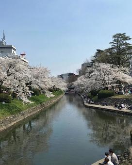 富山 松川べりの桜並木 富山,松川,桜の写真素材