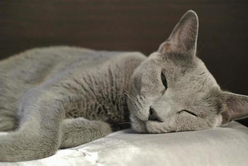 人間の枕で寝るロシアンブルー 人間の枕で寝るロシアンブルー ロシアンブルー,猫,catの写真素材