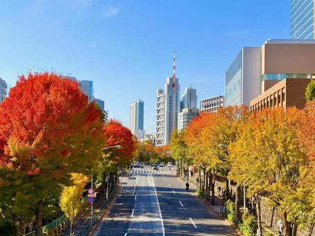 御茶ノ水の紅葉とビル群の絶景 青空,空,ブルースカイの写真素材