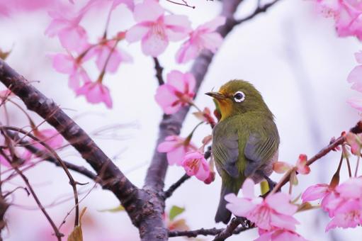 満開の桜の花にとまるメジロ 桜,メジロ,春の写真素材