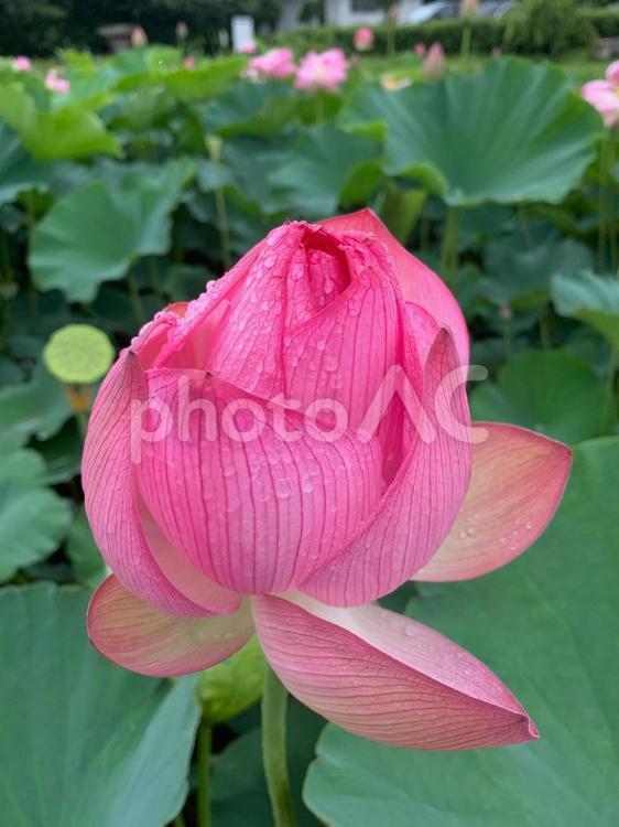 ピンクの古代蓮の花 古代蓮,花,深谷市の写真素材