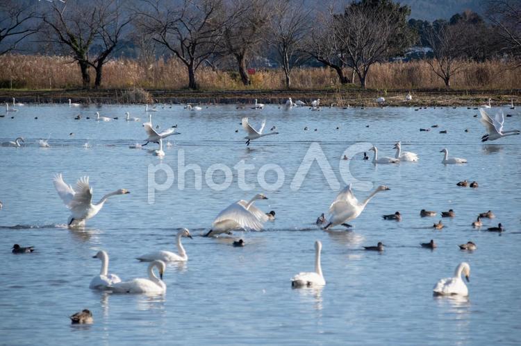 ハクチョウとカモと瓢湖 コハクチョウ,羽ばたき,渡り鳥の写真素材